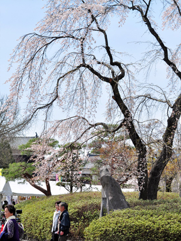上田城のしだれ桜