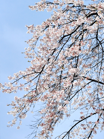 しだれ桜