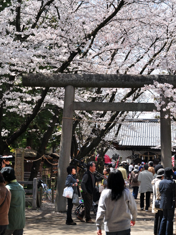 上田城の中の鳥居 上田城の中の鳥居