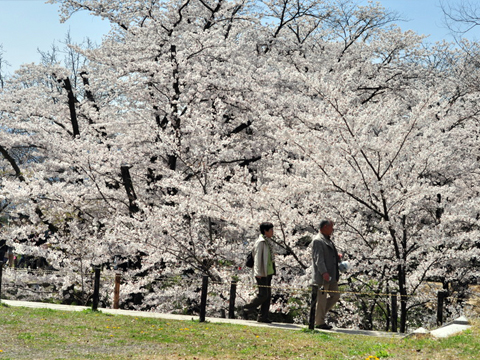 桜の下を歩く 桜の下を歩く