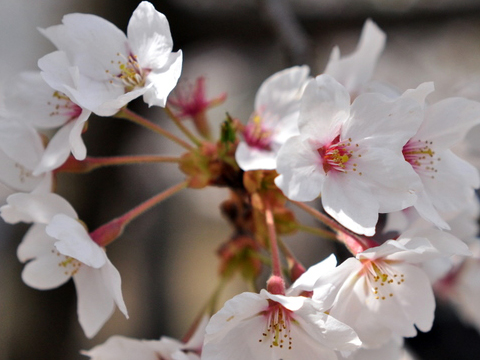 桜の花びら 桜の花びら