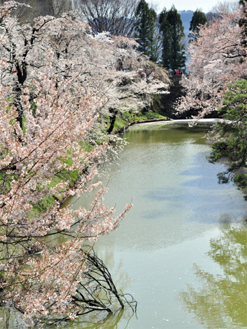 お堀と桜 お堀と桜