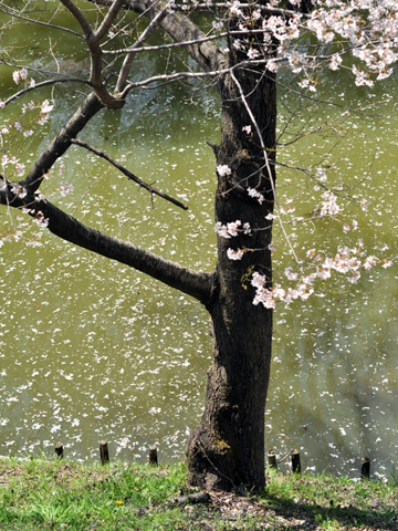 お堀に散る桜 お堀に散る桜
