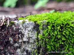 苔むす石段