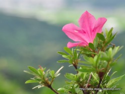 能生の街を見るツツジ