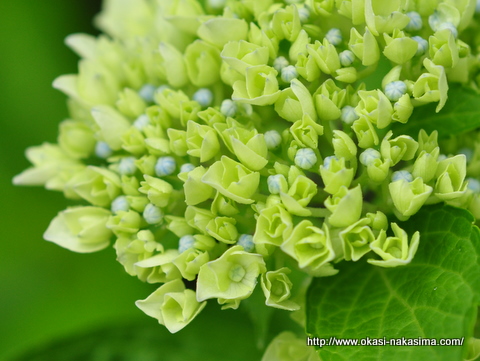 さきかけの紫陽花