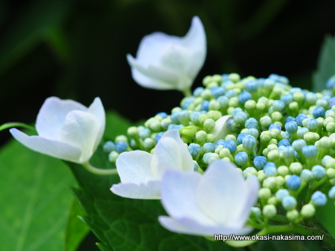 紫陽花の蕾