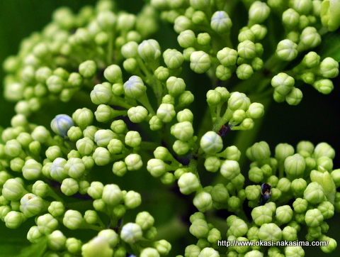紫陽花の蕾のアップ