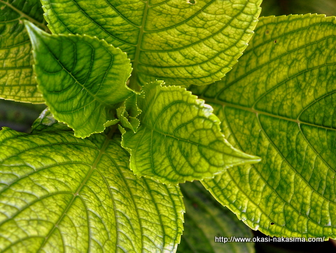 紫陽花の葉