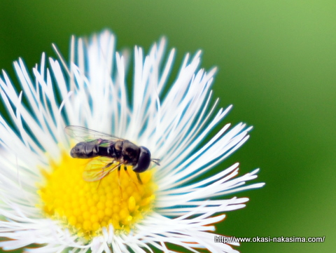 花粉とたわむれる