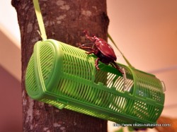 焼き菓子台の飾り