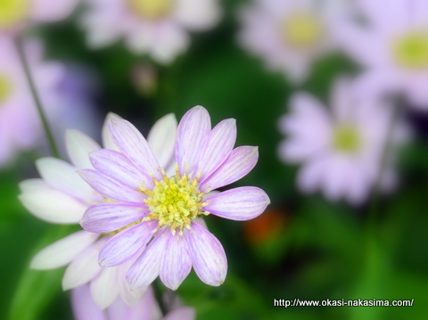 お花1 お花1