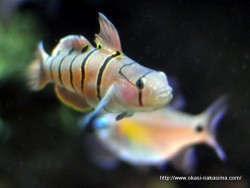 マリンピア日本海の魚１