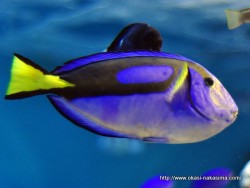 マリンピア日本海の魚１０