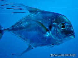 マリンピア日本海の魚１１