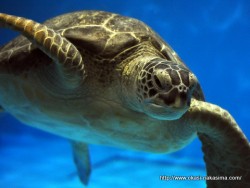 マリンピア日本海のカメ