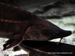 マリンピア日本海の魚２