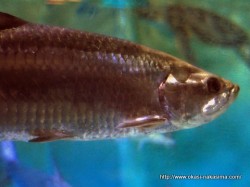 マリンピア日本海の魚３