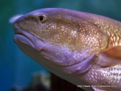 マリンピア日本海の魚４