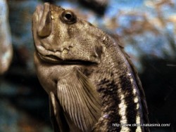 マリンピア日本海の魚５