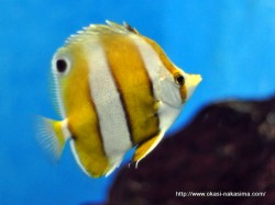 マリンピア日本海の魚６