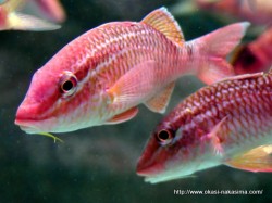 マリンピア日本海の魚７