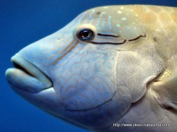 マリンピア日本海の魚８