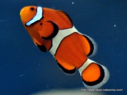 マリンピア日本海の魚９