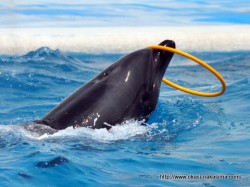 イルカの口でフラフープ