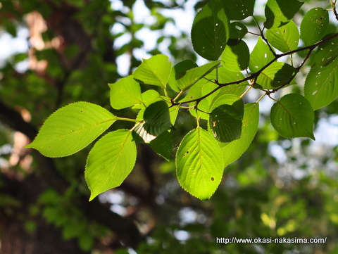 太陽の光と桜の葉