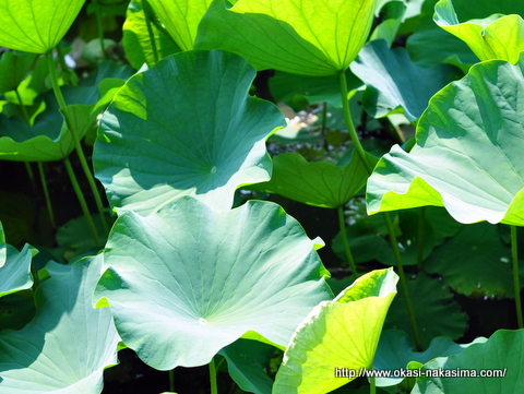 蓮の葉