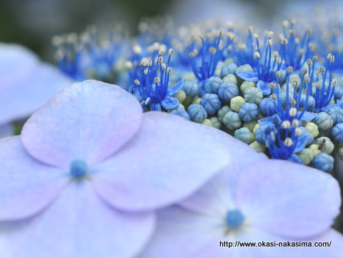 紫陽花