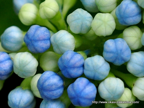 紫陽花の赤ちゃん