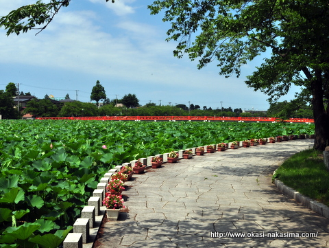 高田公園のお堀の周りの道 高田公園のお堀の周りの道