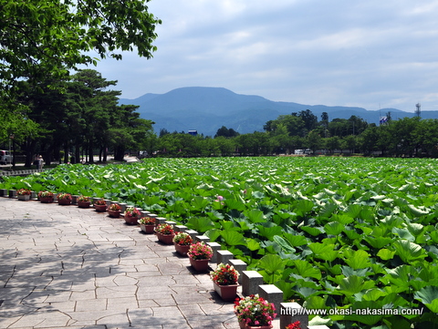 高田公園のお堀