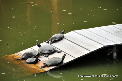 大勧進の池の亀