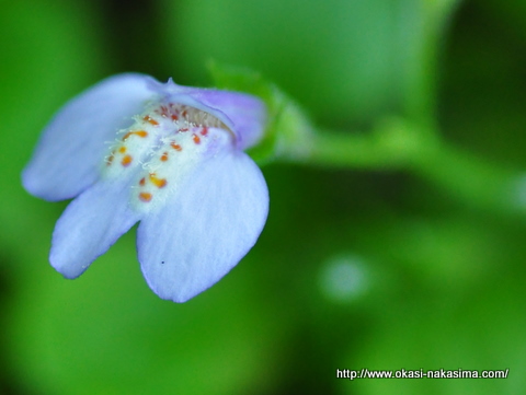 小さな花