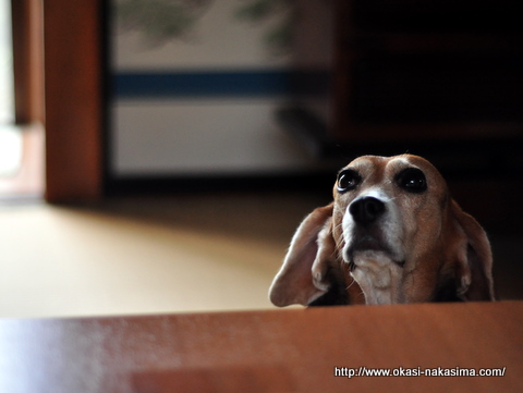 息子をみるモモちゃん