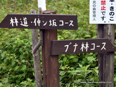 上越市市民の森の分かれ道
