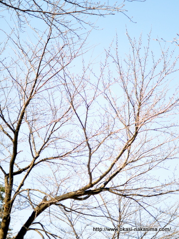 桜の木々