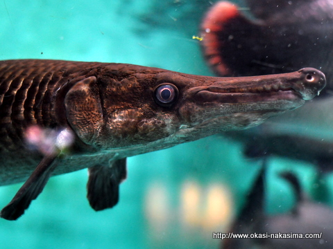 上越水族博物館の魚