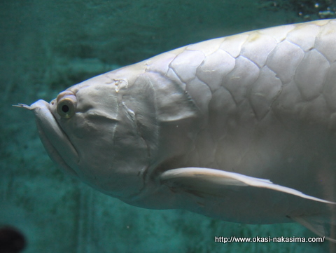 上越水族博物館の魚