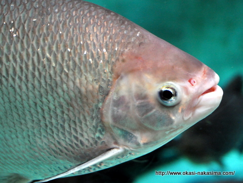 上越水族博物館の魚