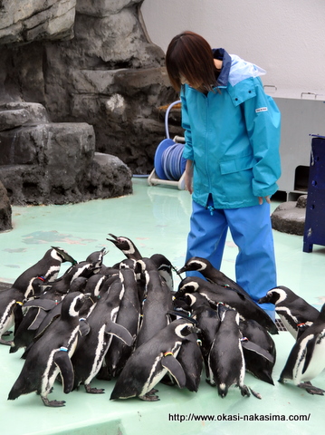 ペンギンの餌付け