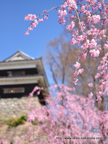上田城と桜 上田城と桜