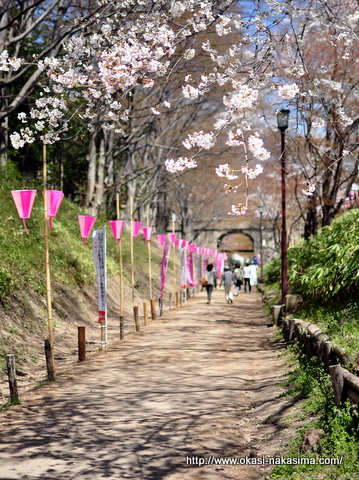 桜の回廊 桜の回廊