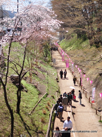 桜の回廊 桜の回廊