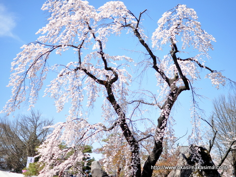 枝垂桜 枝垂桜