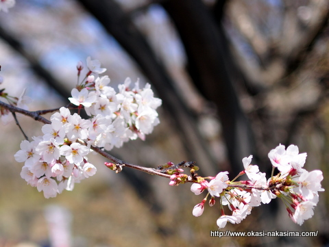 桜 桜