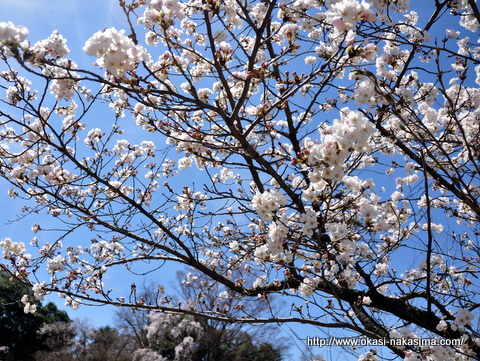 桜 桜